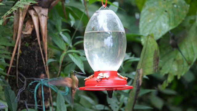 kolibřík hnědobřichý - ML614578253