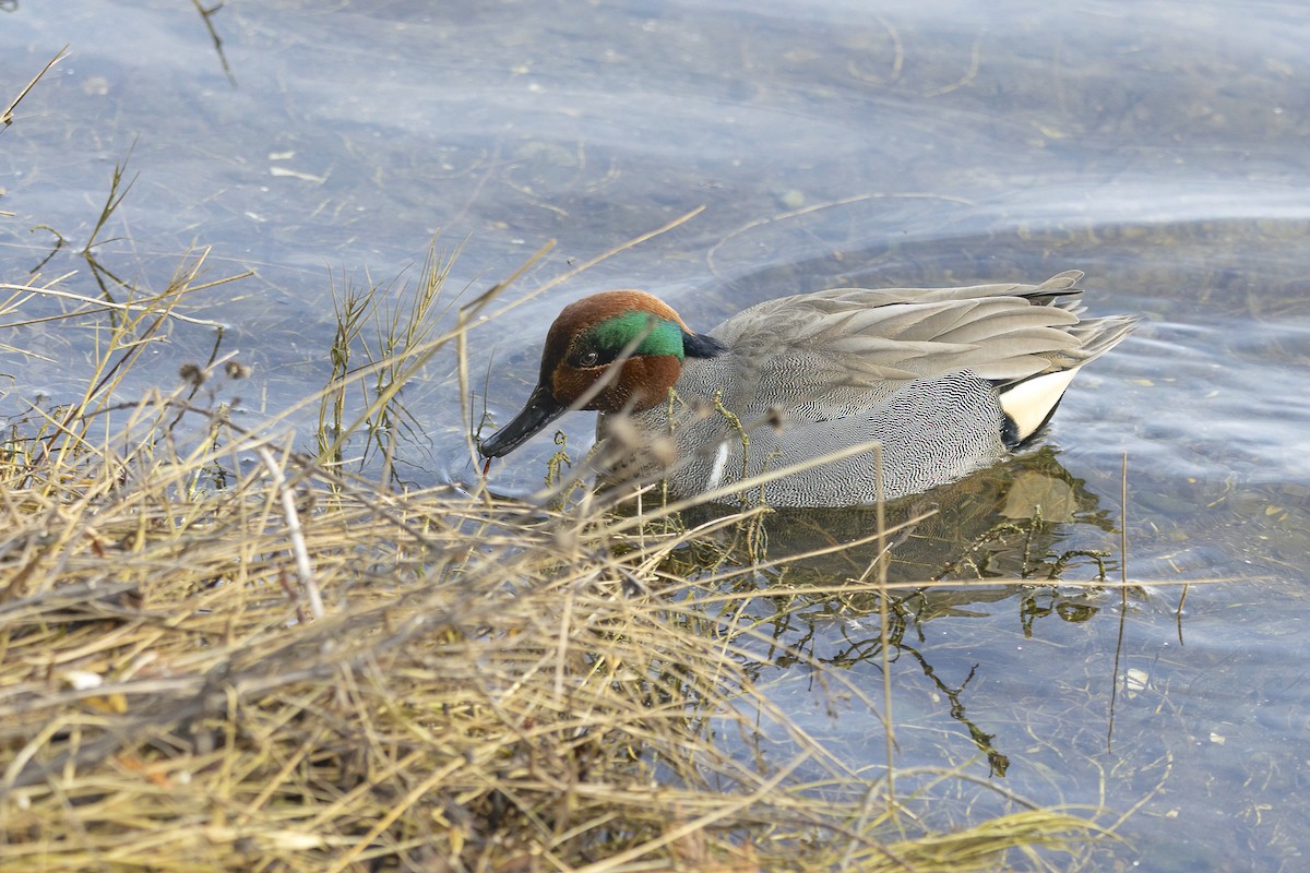 Green-winged Teal - ML614578428