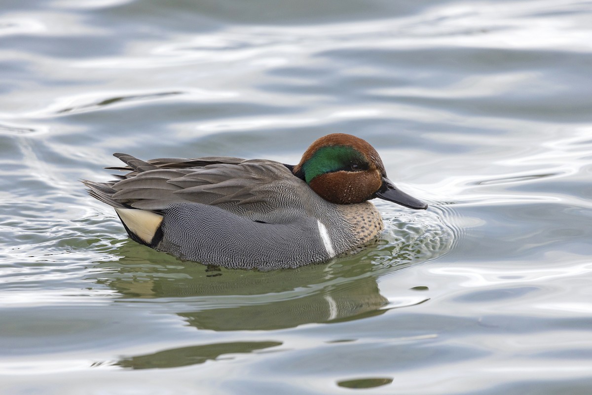 Green-winged Teal - ML614578429