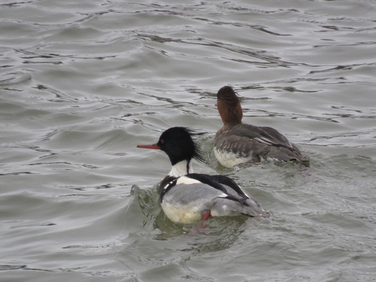 Red-breasted Merganser - Curtis Mahon