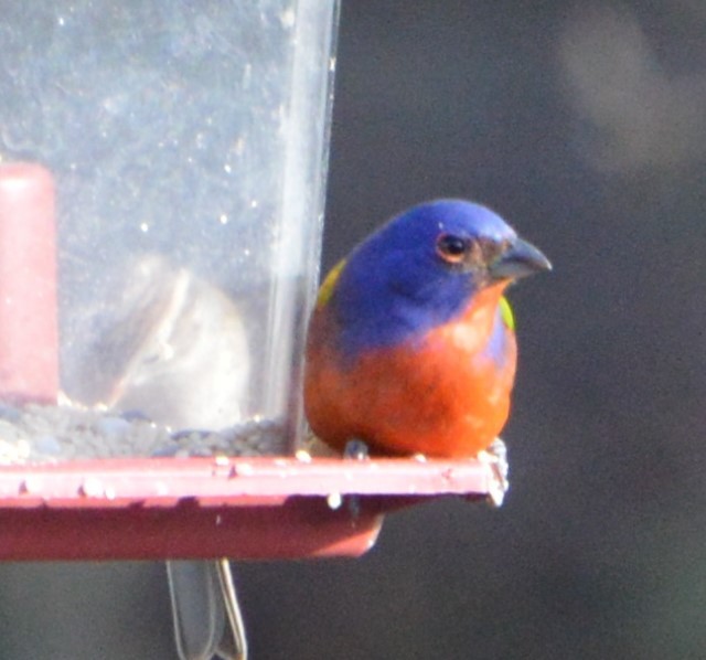 Painted Bunting - ML614578440