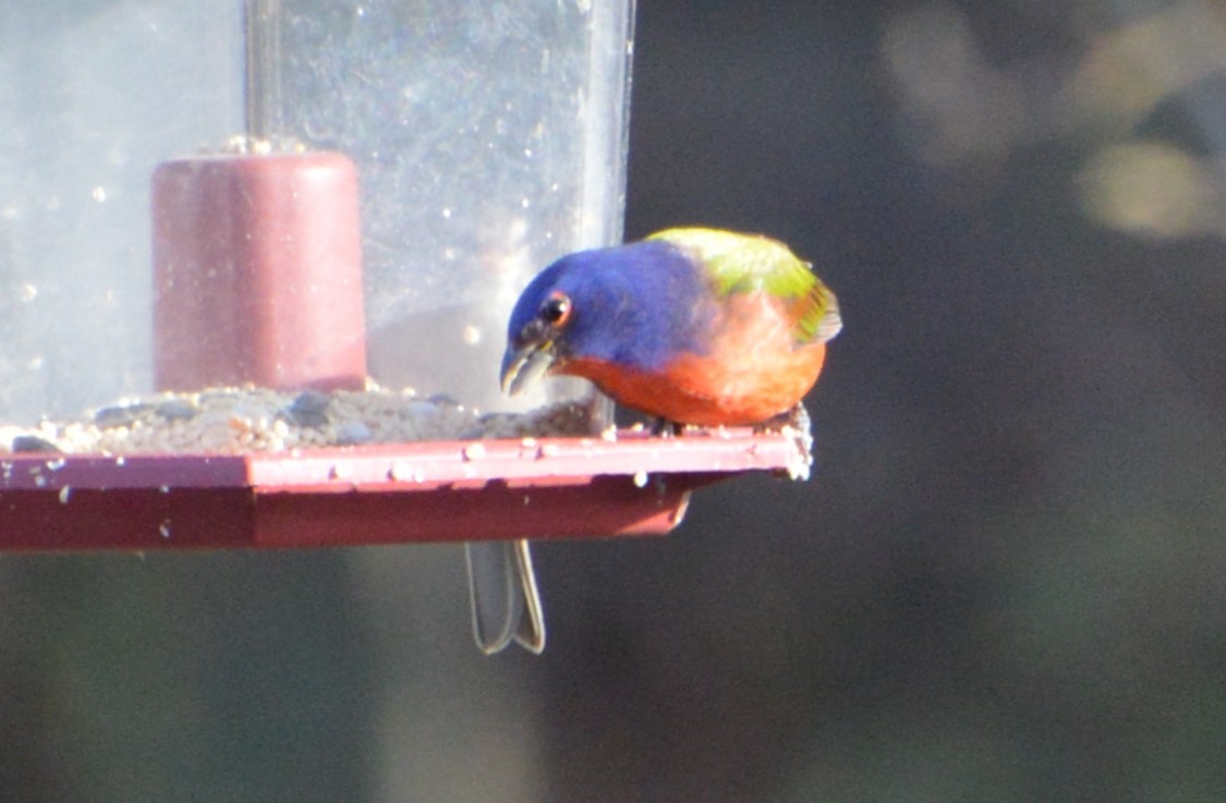 Painted Bunting - ML614578473