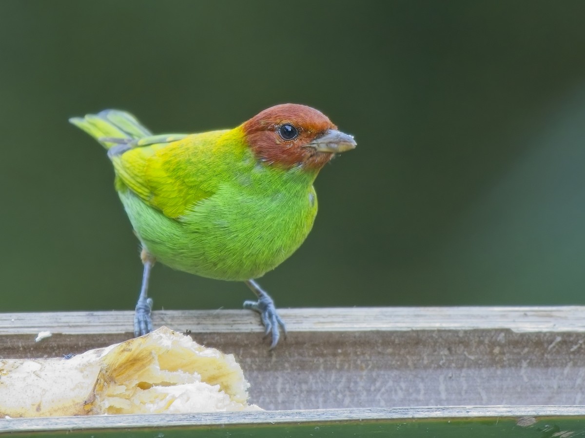 Bay-headed Tanager (Bay-and-green) - Chris Allen