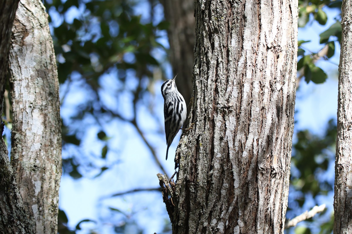 Black-and-white Warbler - ML614578615