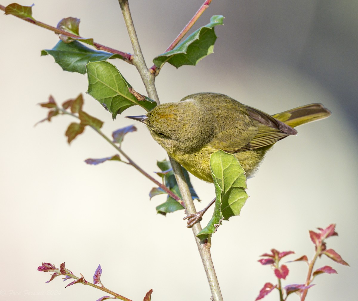 Orange-crowned Warbler - Fred Forssell