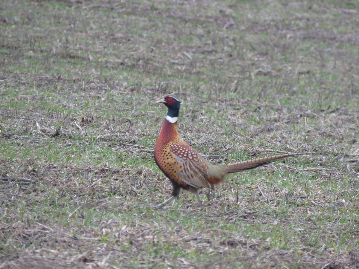 Ring-necked Pheasant - ML614579150