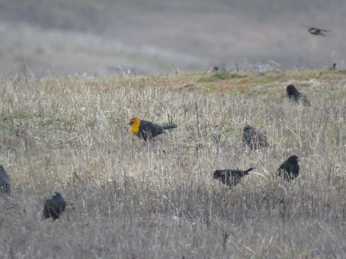 Yellow-headed Blackbird - ML614579347