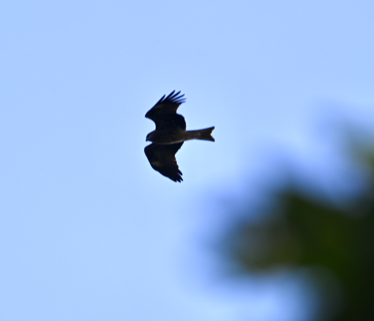 Black Kite (Black-eared) - ML614579451