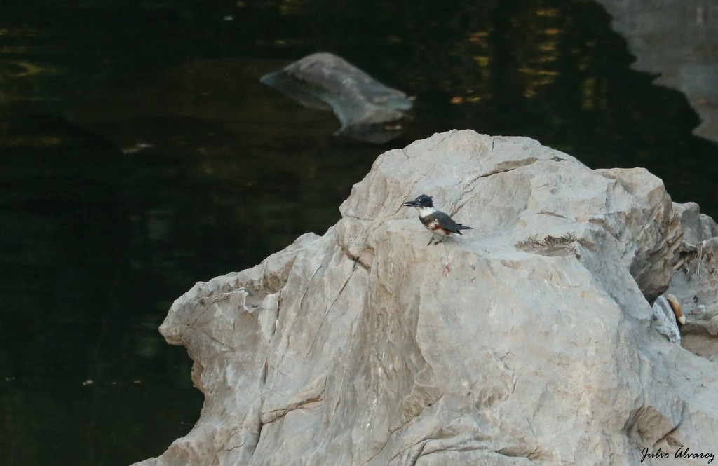 Belted Kingfisher - ML614579689