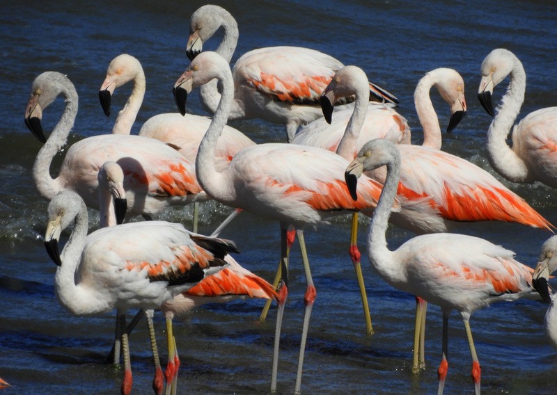 Chilean Flamingo - ML614579764