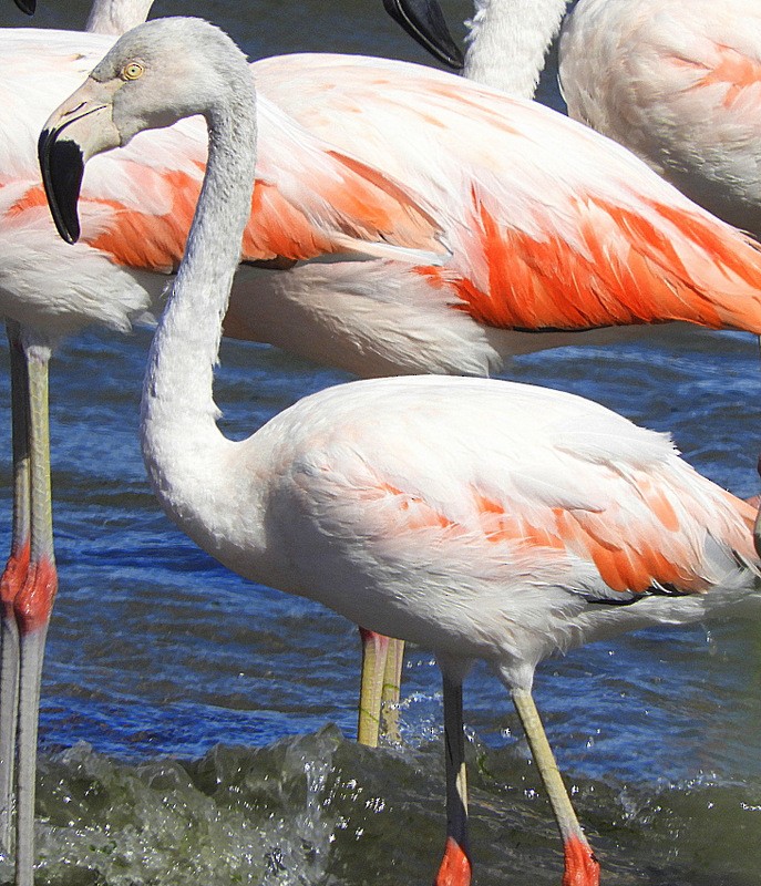 Chilean Flamingo - ML614579765