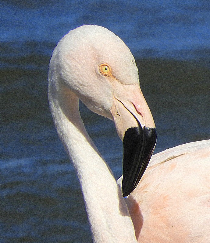 Chilean Flamingo - ML614579768