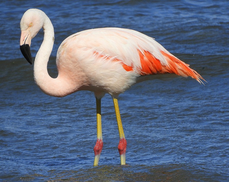 Chilean Flamingo - ML614579769