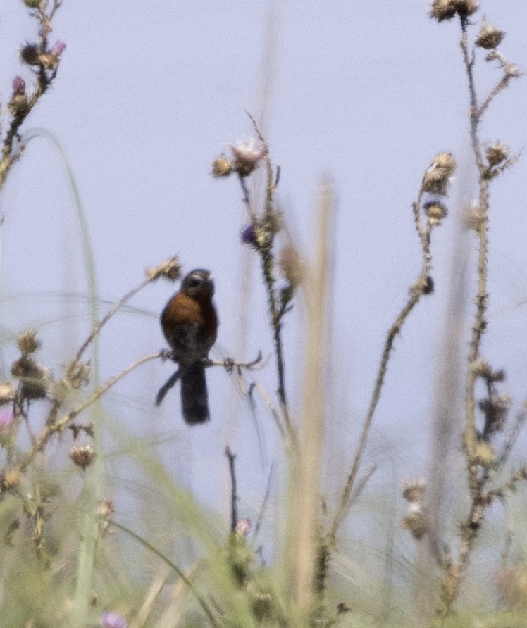 Black-and-rufous Warbling Finch - ML614579882