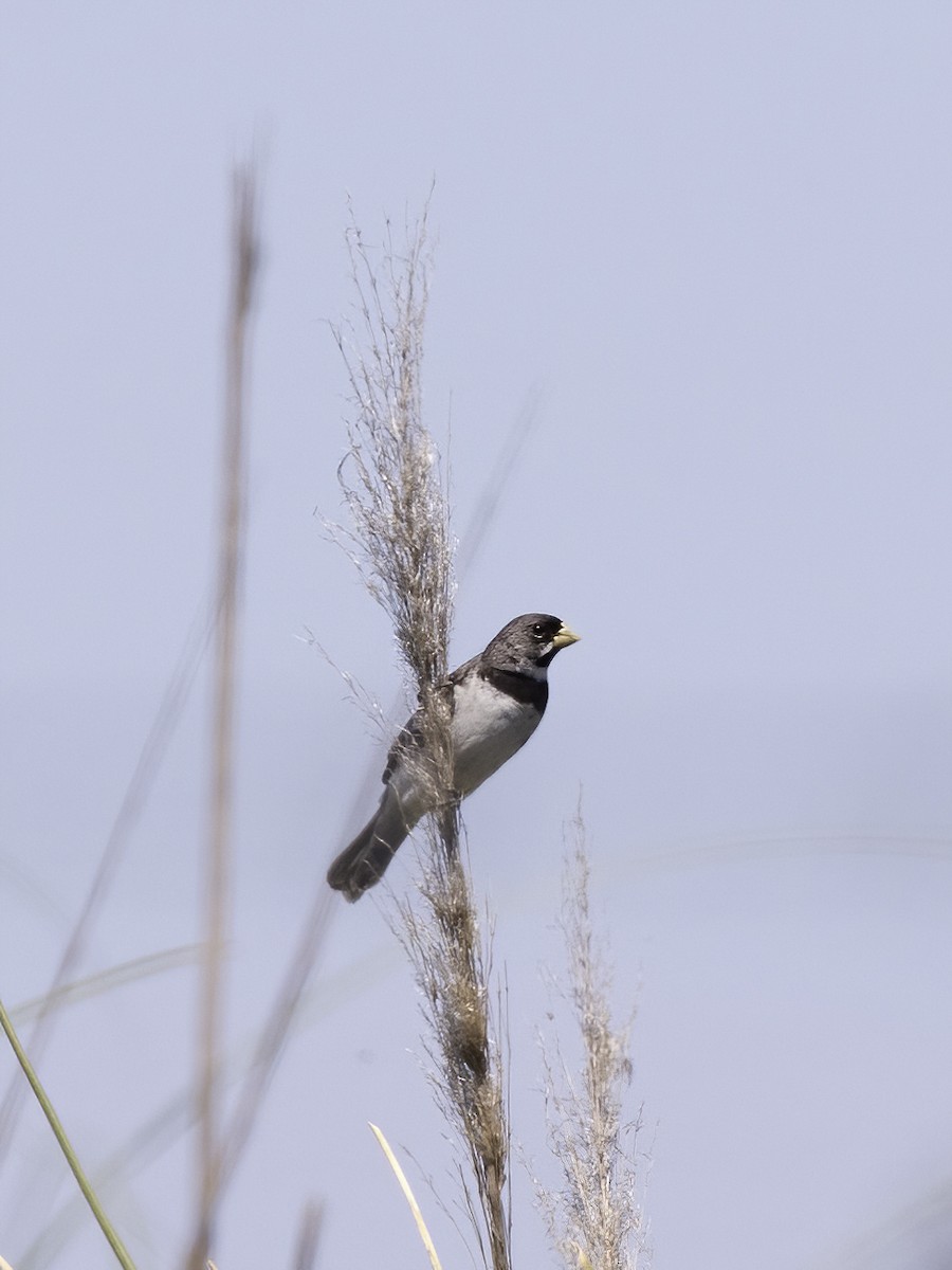 Double-collared Seedeater - ML614579900