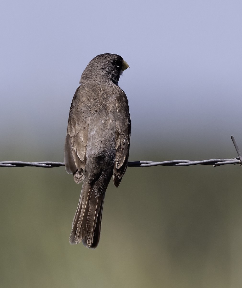 Double-collared Seedeater - Lynette Spence
