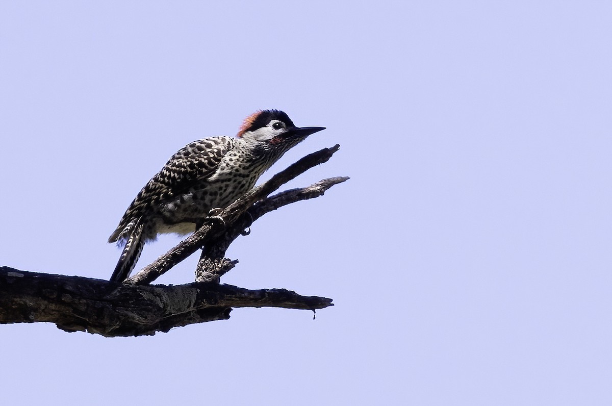 Green-barred Woodpecker (Golden-breasted) - ML614580007