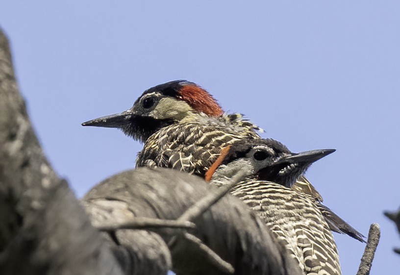 Green-barred Woodpecker (Golden-breasted) - ML614580008