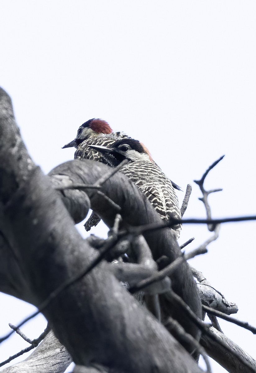 Green-barred Woodpecker (Golden-breasted) - ML614580009