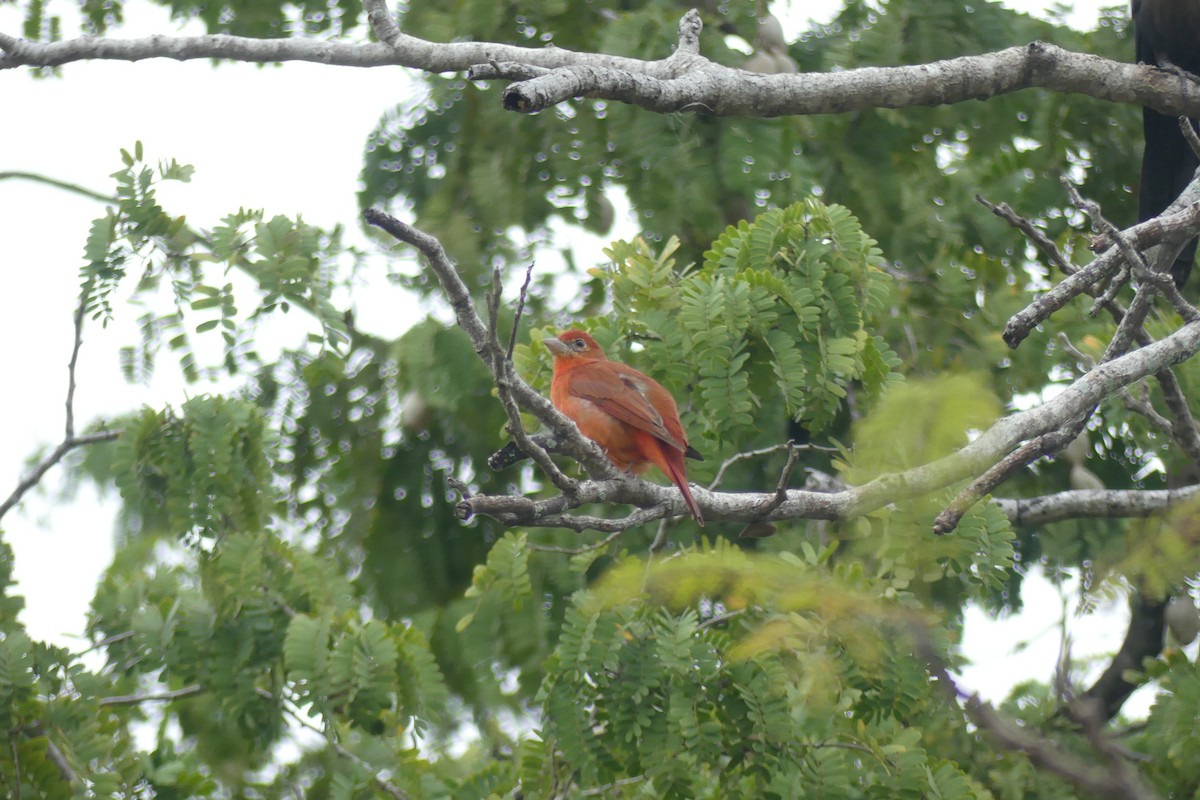 Summer Tanager - Riley Place
