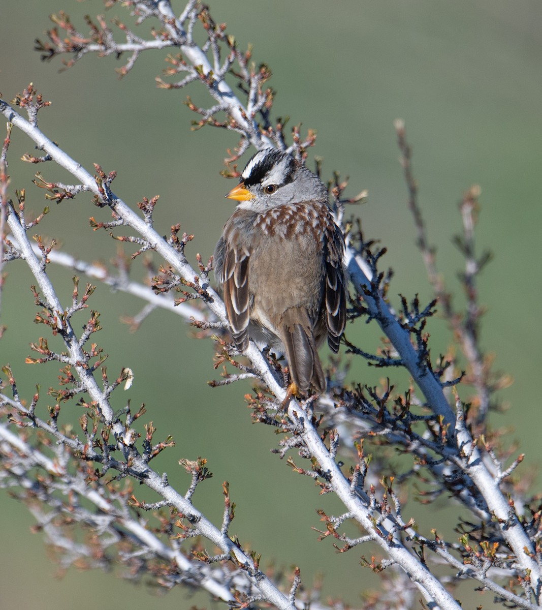 White-crowned Sparrow - Terry Rich