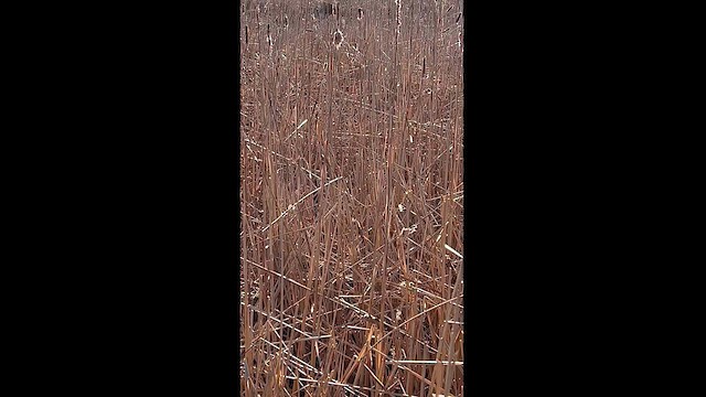 Marsh Wren (palustris Group) - ML614580346