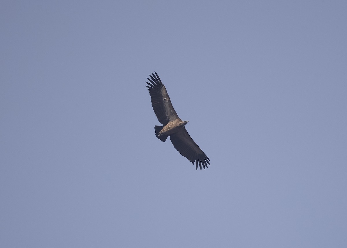 Indian Vulture - ML614580423
