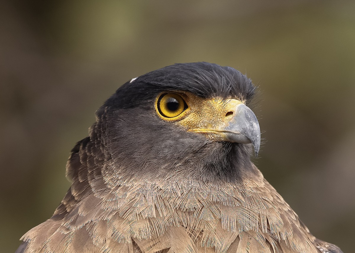 Crested Serpent-Eagle - ML614580458