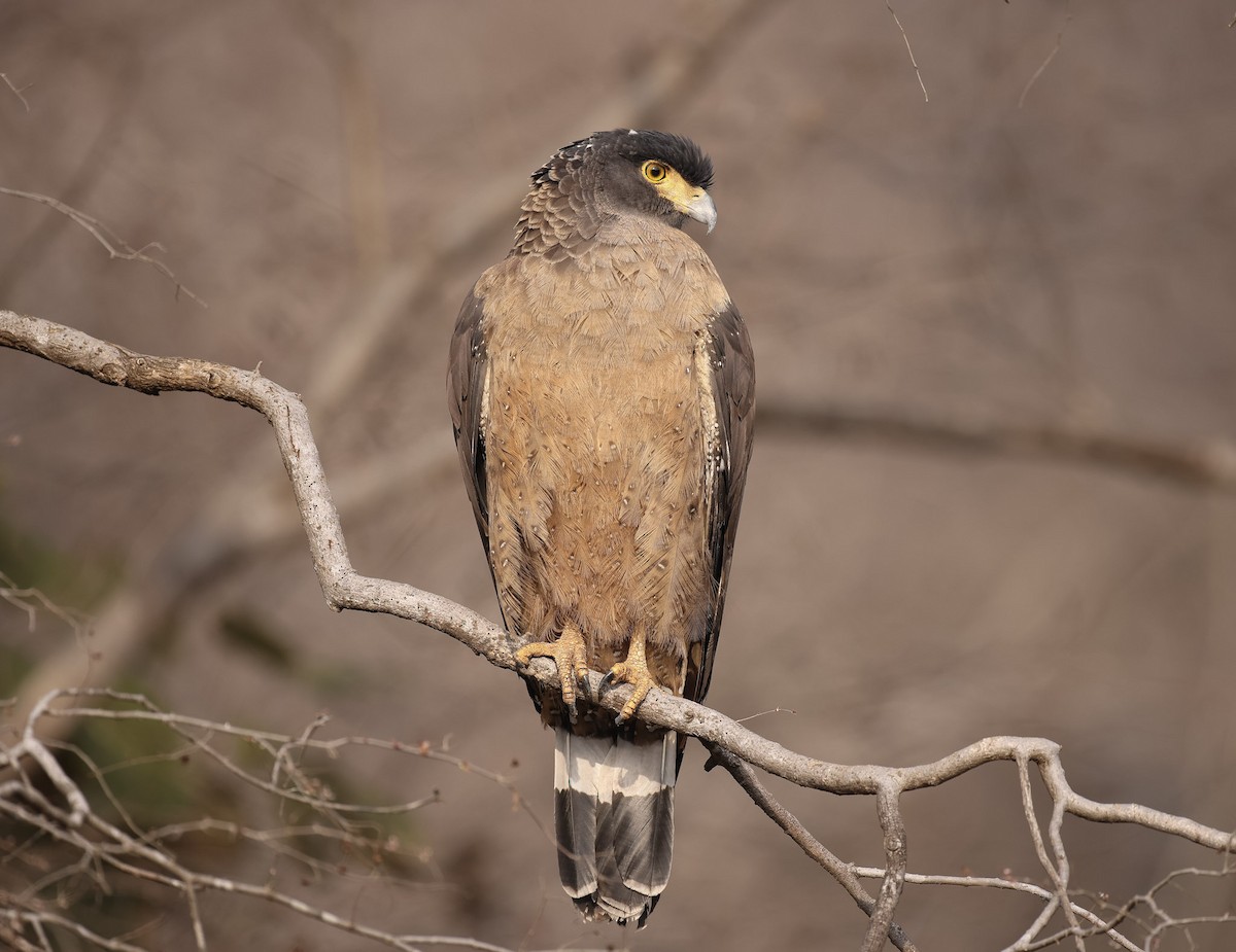 Crested Serpent-Eagle - ML614580461