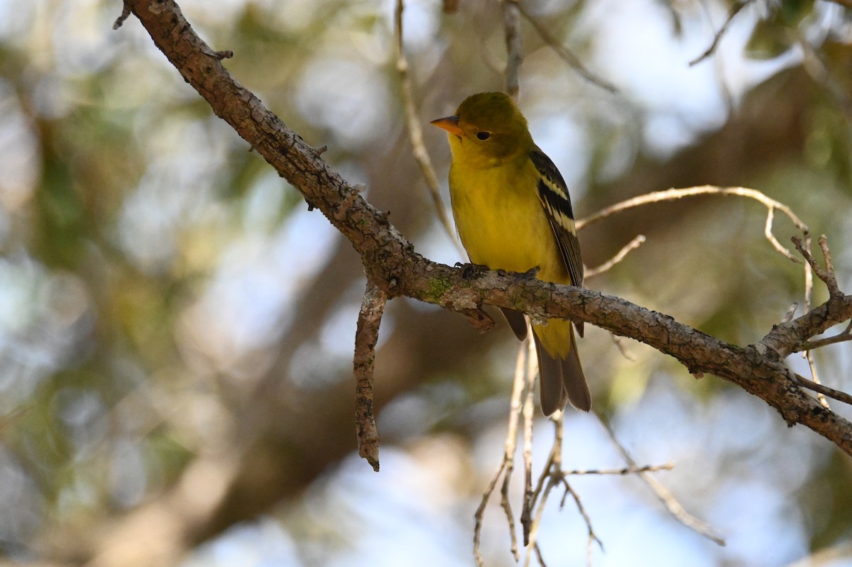 eBird Checklist 8 Feb 2024 Kendall Indian Hammocks Park 24 species