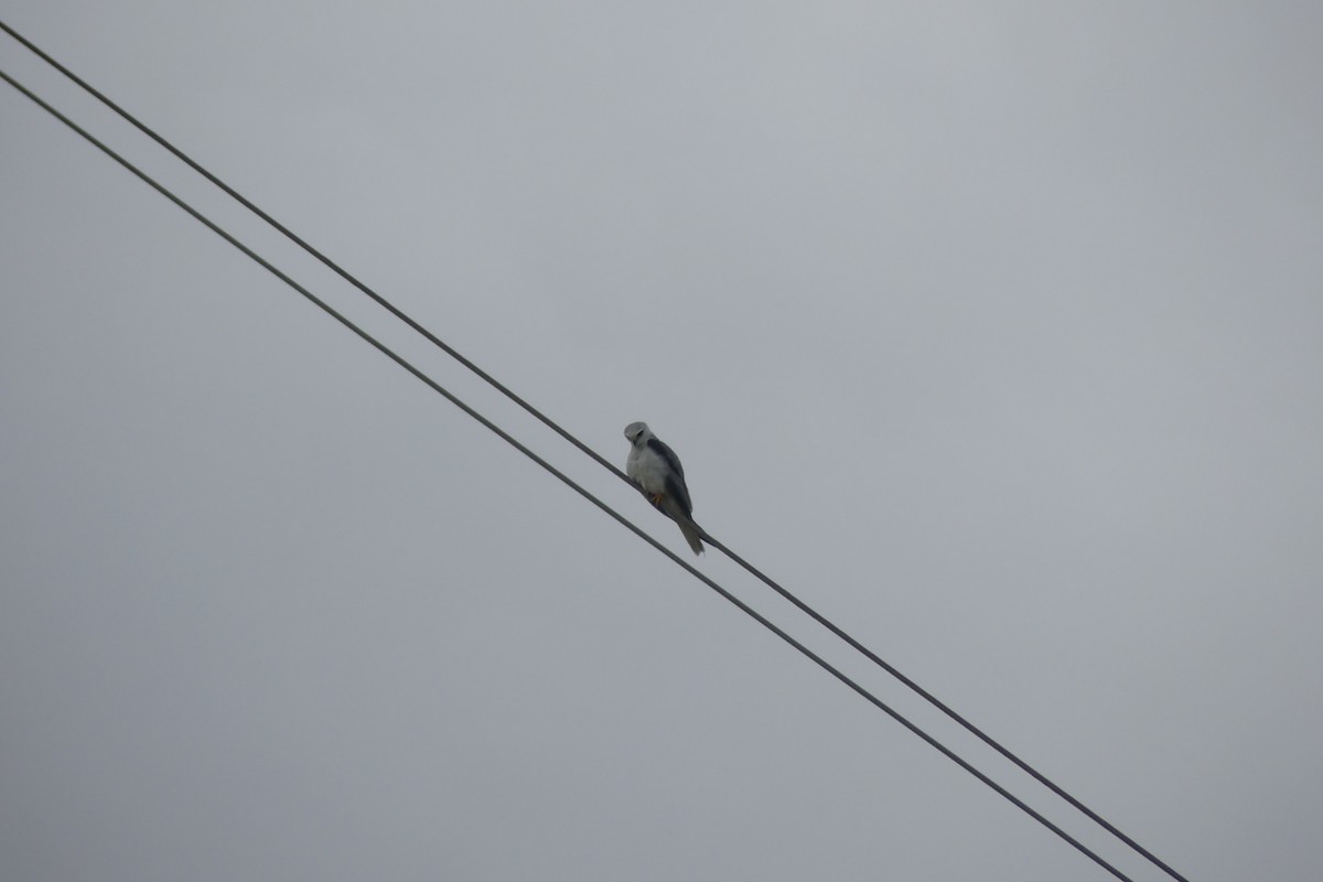 White-tailed Kite - ML614580621