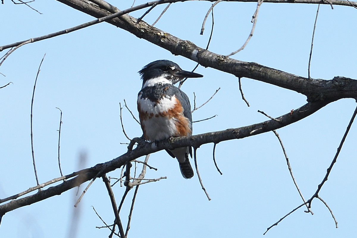 Belted Kingfisher - ML614580856