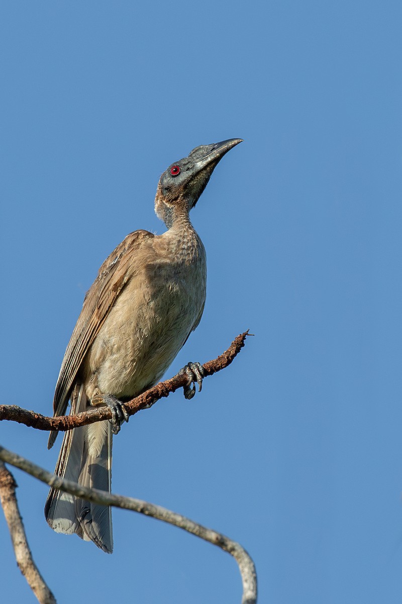Helmeted Friarbird (Hornbill) - ML614580865