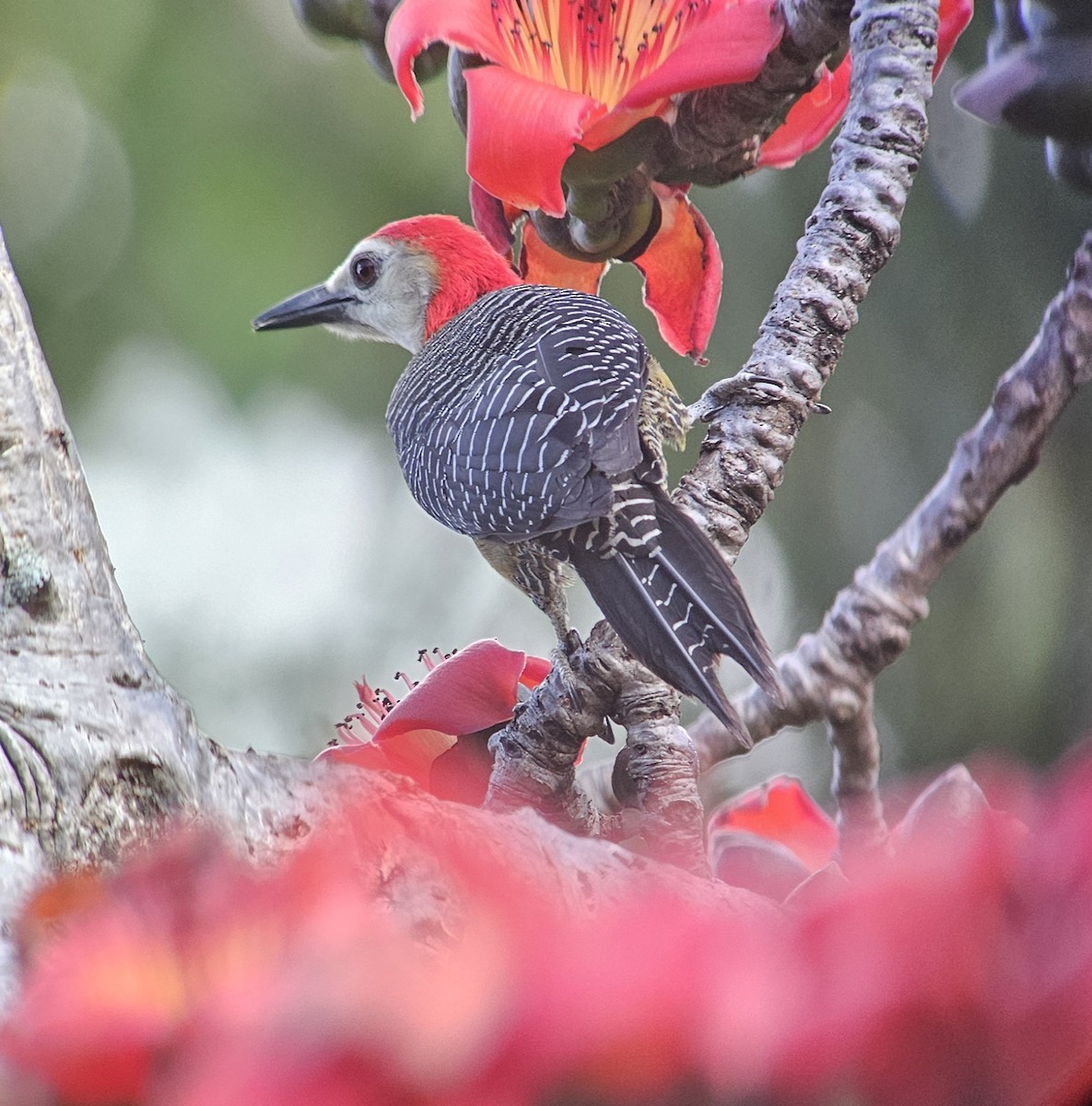 Jamaican Woodpecker - ML614581304