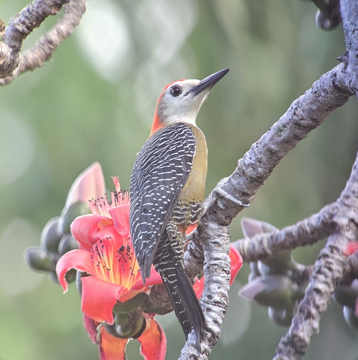 Jamaican Woodpecker - ML614581305