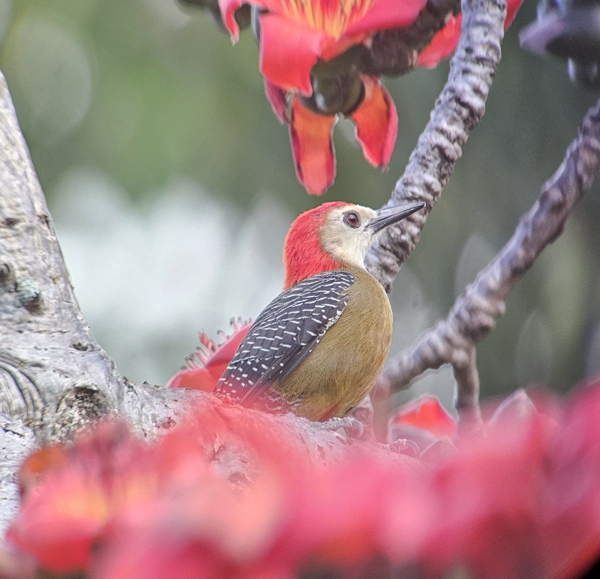 Jamaican Woodpecker - ML614581306