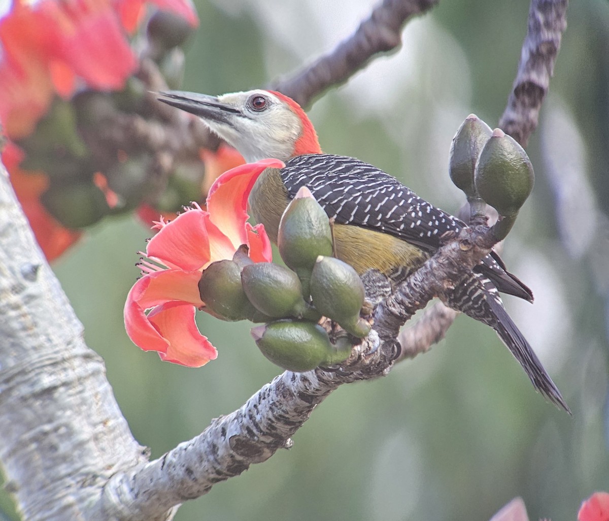 Jamaican Woodpecker - ML614581307