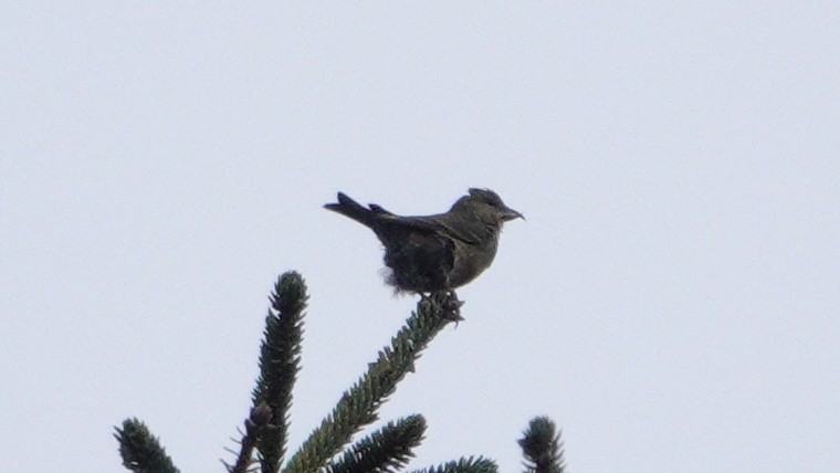 Red Crossbill (Sitka Spruce or type 10) - ML614581610