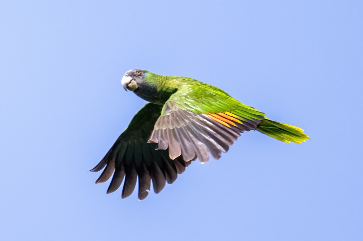 Red-necked Parrot - Peter Hawrylyshyn