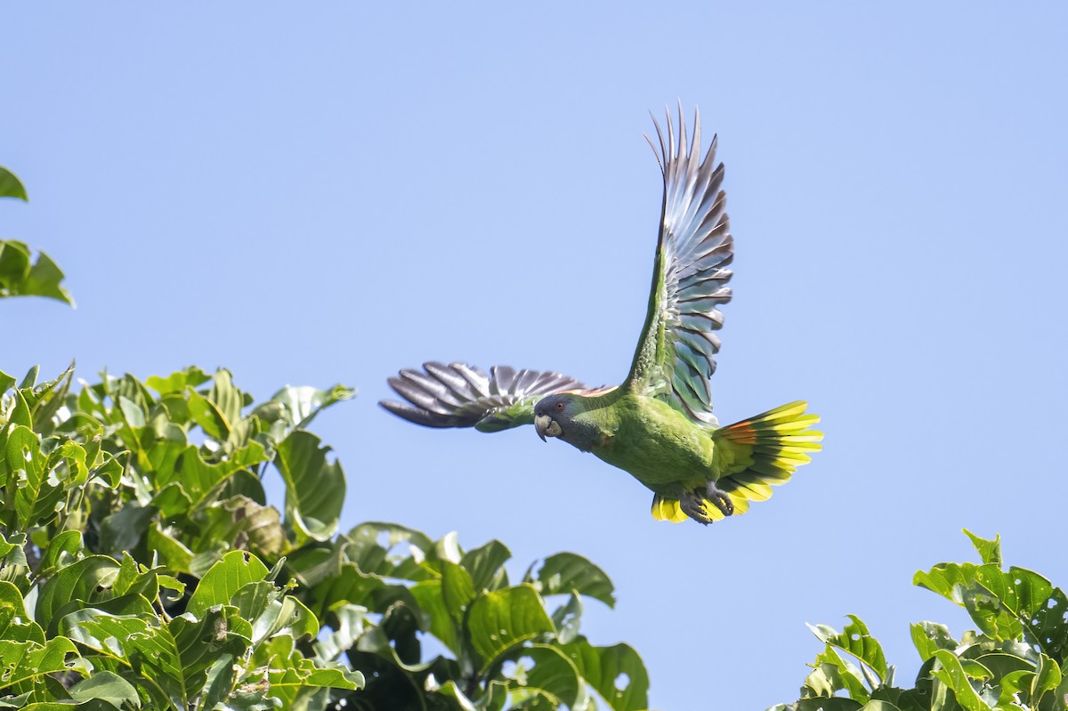 Red-necked Parrot - ML614581711