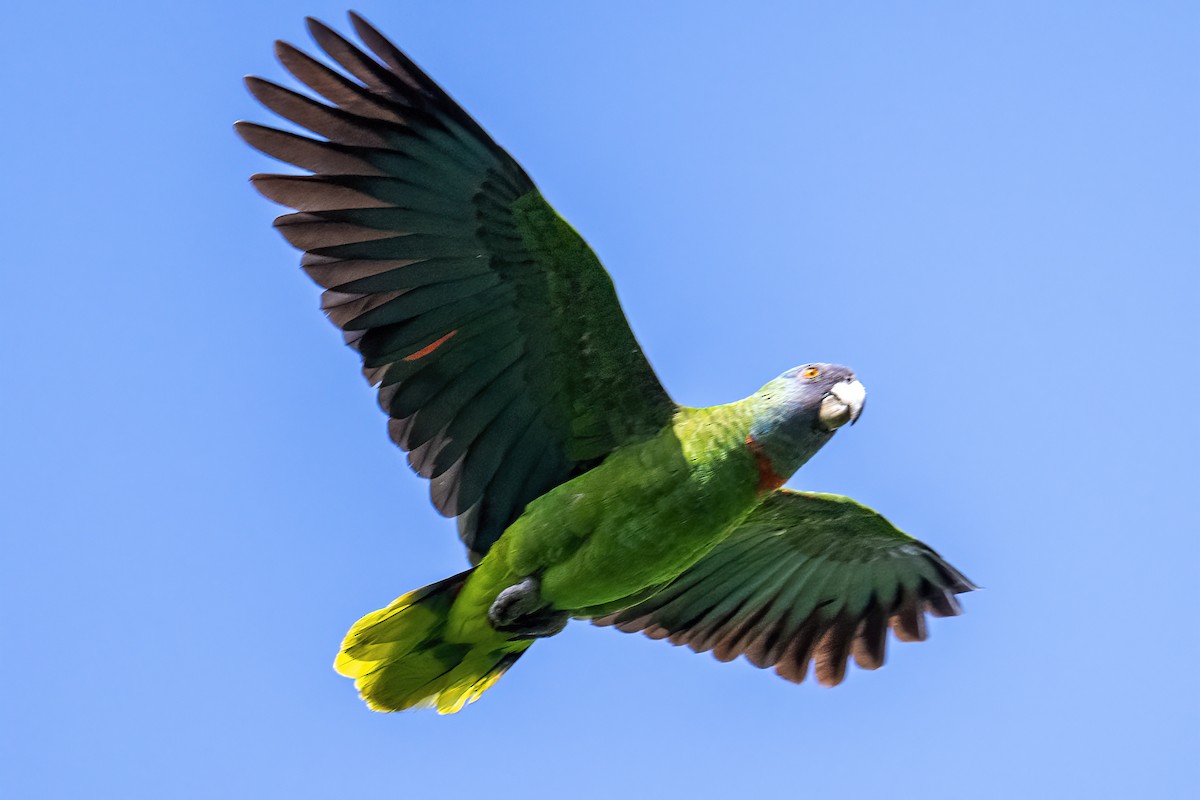 Red-necked Parrot - Peter Hawrylyshyn