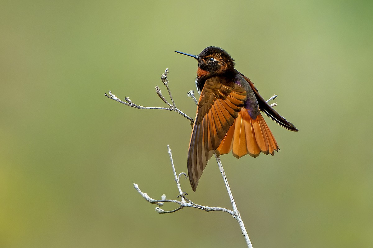 kolibřík zábludový - ML614581764