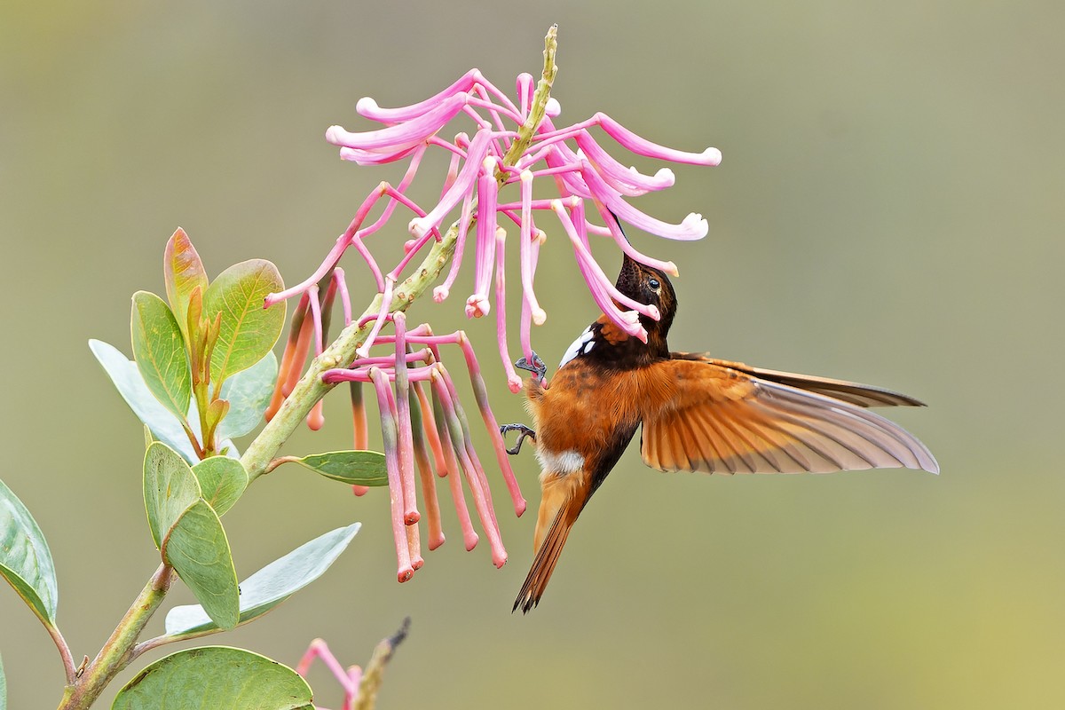 kolibřík zábludový - ML614581814