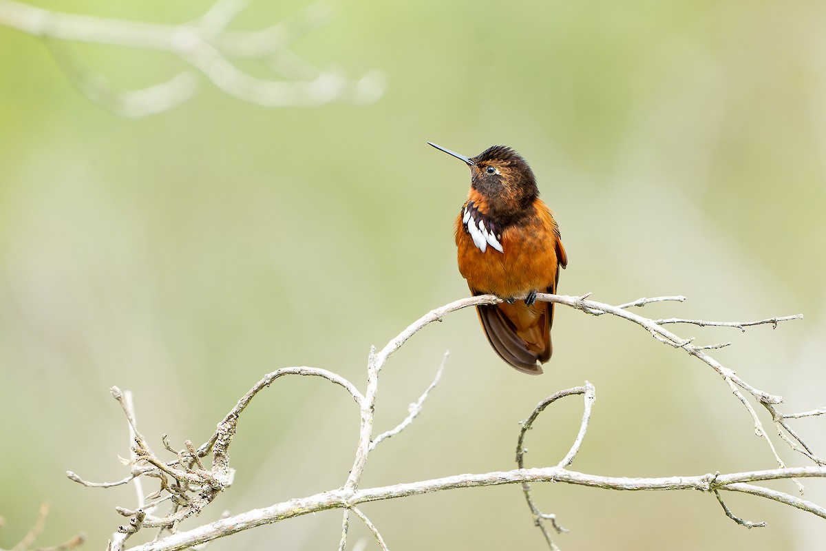 kolibřík zábludový - ML614581860