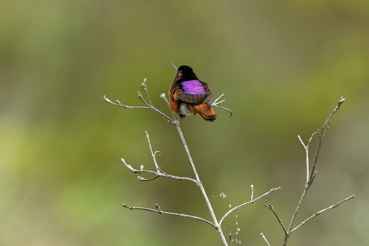kolibřík zábludový - ML614581921