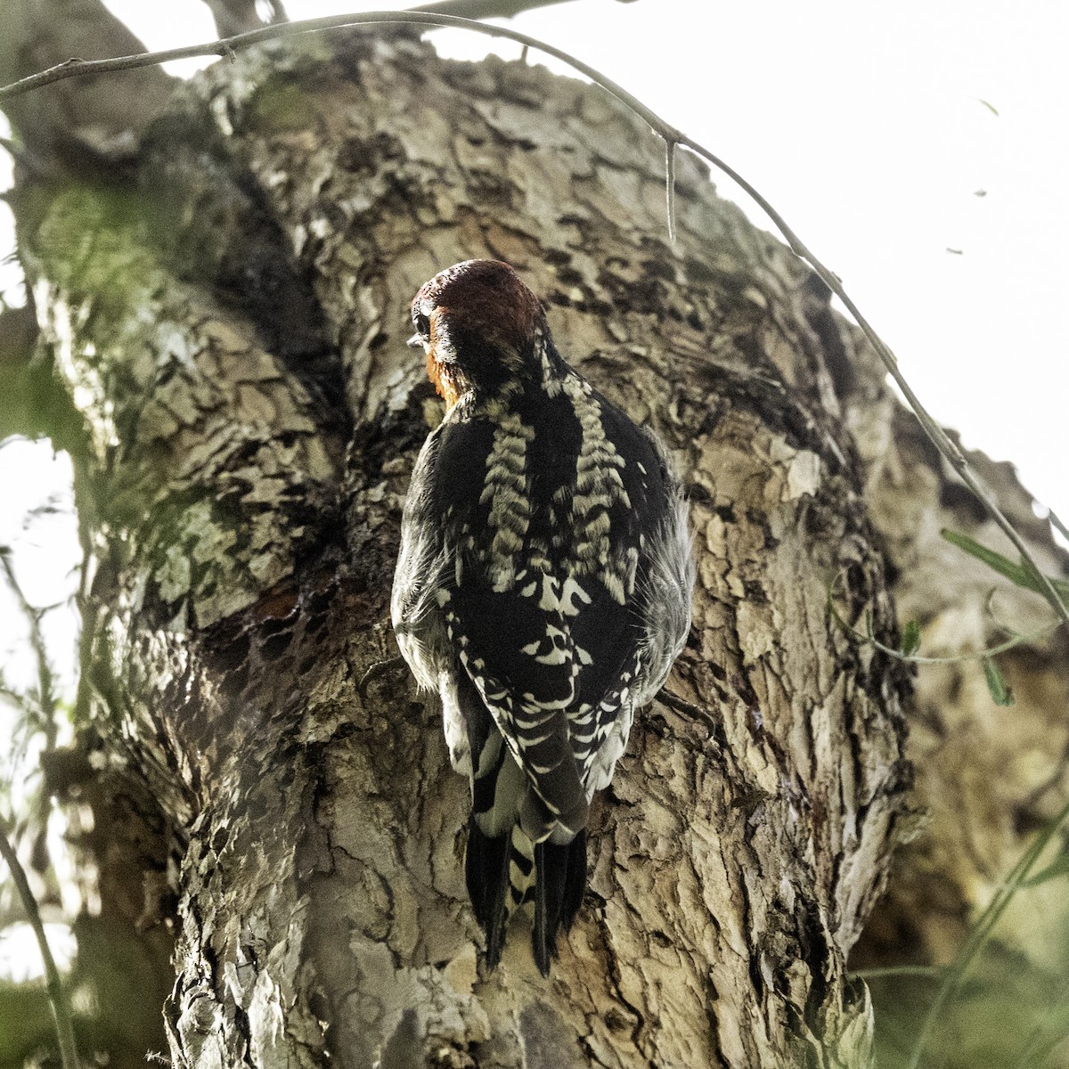Red-breasted Sapsucker - ML614581938