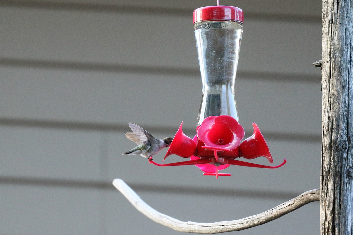Black-chinned Hummingbird - ML614581987