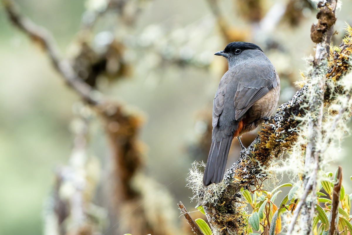 Bay-vented Cotinga - Daniel López-Velasco | Ornis Birding Expeditions