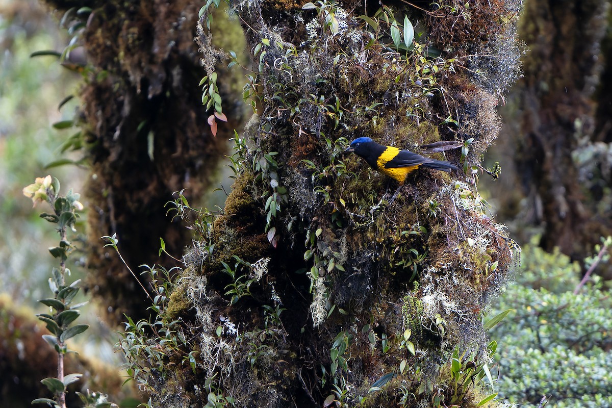 Golden-backed Mountain Tanager - Daniel López-Velasco | Ornis Birding Expeditions