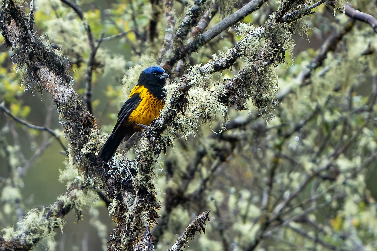 Golden-backed Mountain Tanager - ML614582185